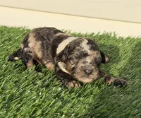 Matcha, a female Poodle - Miniature  for sale in Dayton, OH – 2 of 10