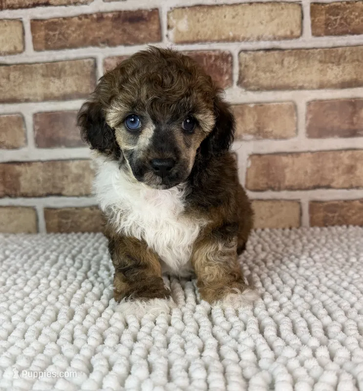 AKC Wrangler – Poodle - Toy  puppy for sale in Dayton, OH