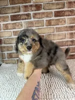 Tipsy, a female Miniature Bernedoodle and Miniature Aussiedoodle for sale in Dayton, OH – 3 of 7