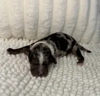Merle Boy 1, a male Poodle - Miniature  for sale in Dayton, OH – 2 of 4
