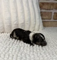 Black Merle Female, a female Poodle - Miniature  for sale in Dayton, OH – 4 of 5