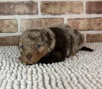 Tizzy, a female Miniature Bernedoodle and Miniature Aussiedoodle for sale in Dayton, OH – 3 of 6