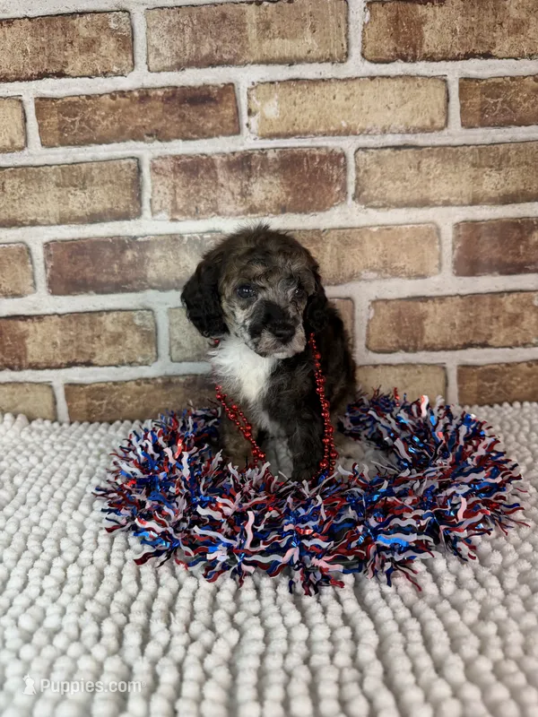 Mocha – Poodle - Miniature  puppy for sale in Dayton, OH