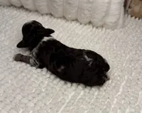 Black Merle Boy 2, a male Poodle - Miniature  for sale in Dayton, OH – 3 of 4