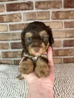 Tootsie, a female Miniature Bernedoodle and Miniature Aussiedoodle for sale in Dayton, OH – 6 of 7