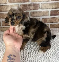 Mochaccino, a male Poodle - Miniature  for sale in Dayton, OH – 3 of 6