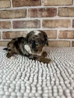 Mochaccino, a male Poodle - Miniature  for sale in Dayton, OH – 5 of 7