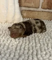 Tizzy, a female Miniature Bernedoodle and Miniature Aussiedoodle for sale in Dayton, OH – 3 of 4