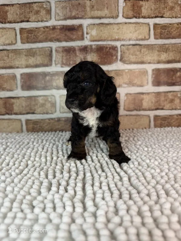 Merida – Poodle - Miniature  puppy for sale in Dayton, OH