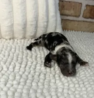 Merle Boy 1, a male Poodle - Miniature  for sale in Dayton, OH – 3 of 4