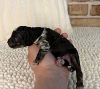 Black Merle Boy 2, a male Poodle - Miniature  for sale in Dayton, OH – 4 of 4