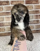 Mocha, a female Poodle - Miniature  for sale in Dayton, OH – 4 of 7