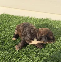 Mocha, a female Poodle - Miniature  for sale in Dayton, OH – 5 of 9