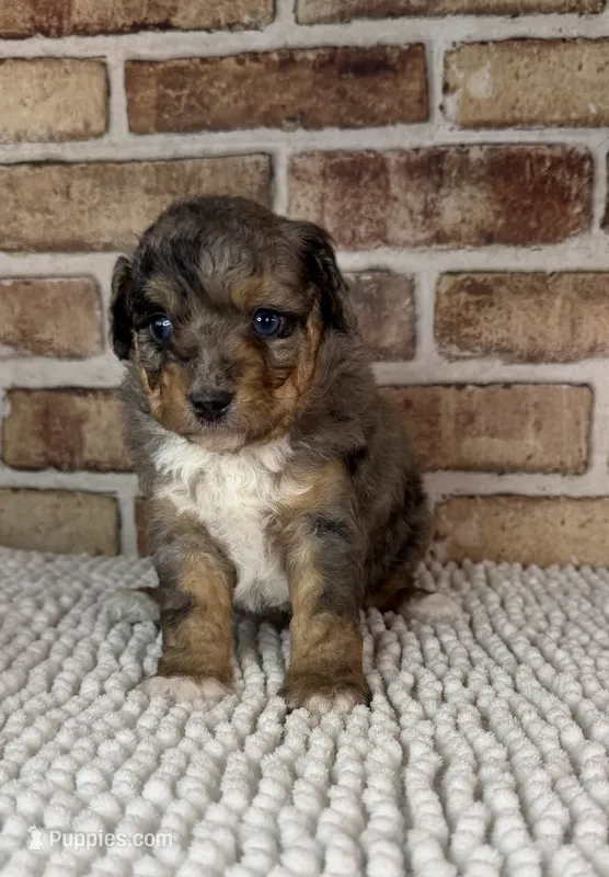 Tipsy – Miniature Bernedoodle, Miniature Aussiedoodle puppy for sale in Dayton, OH