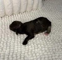 Sable Merle Girl, a female Poodle - Miniature  for sale in Dayton, OH – 3 of 4