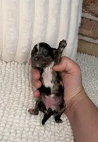 Black Merle Female, a female Poodle - Miniature  for sale in Dayton, OH – 5 of 5