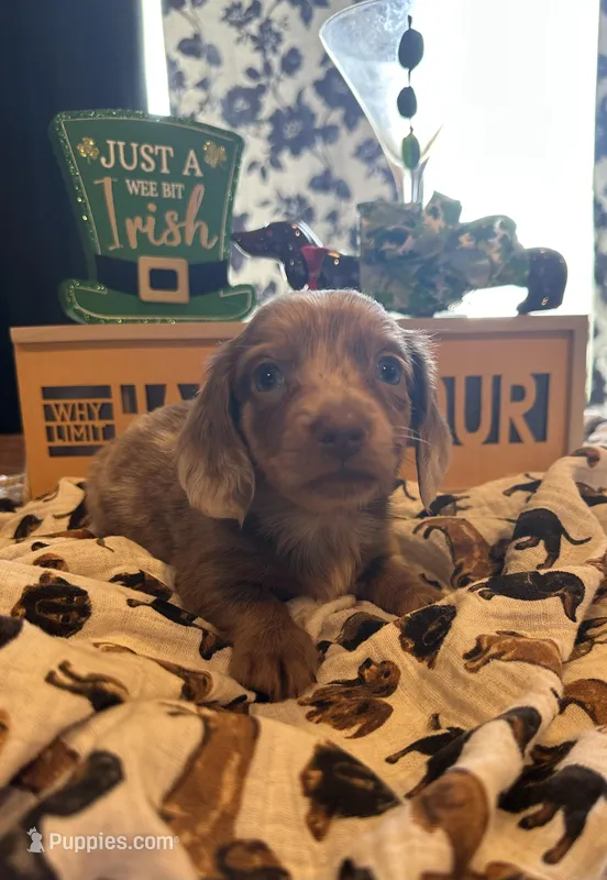 Thistle – Miniature Dachshund puppy for sale in Dayton, OH
