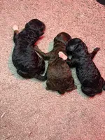AKC Georgia, a female Poodle - Miniature  for sale in Dayton, OH – 1 of 2