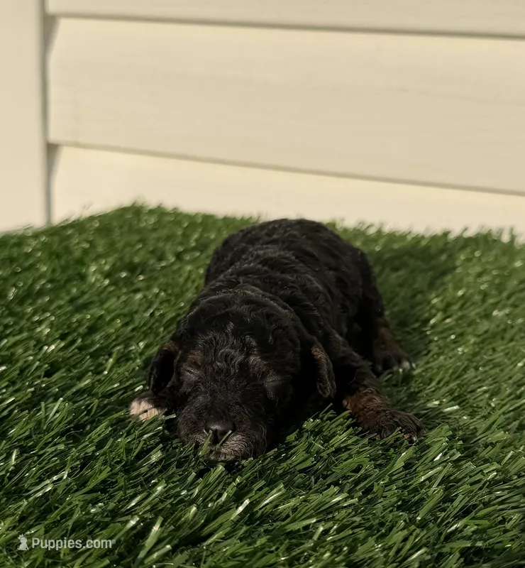 Phantom Girl – Poodle - Miniature  puppy for sale in Dayton, OH