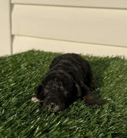 Merida, a female Poodle - Miniature  for sale in Dayton, OH – 2 of 9
