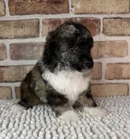 AKC Wilder, a male Poodle - Toy  for sale in Dayton, OH – 3 of 7