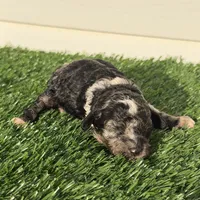 Macho, a male Poodle - Miniature  for sale in Dayton, OH – 4 of 8