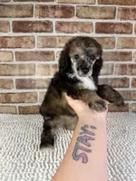 Mocha, a female Poodle - Miniature  for sale in Dayton, OH – 3 of 7