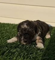 AKC Wilder, a male Poodle - Toy  for sale in Dayton, OH – 2 of 10