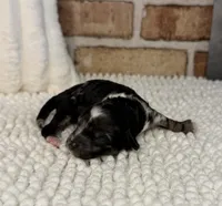 Black Merle Boy 2, a male Poodle - Miniature  for sale in Dayton, OH – 1 of 4