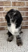 Macho, a male Poodle - Miniature  for sale in Dayton, OH – 5 of 7