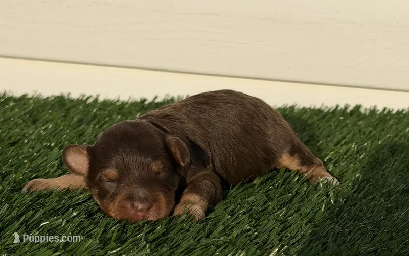 Tootsie – Miniature Bernedoodle, Miniature Aussiedoodle puppy for sale in Dayton, OH