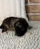 AKC Brindle Merle, a male Poodle - Toy  for sale in Dayton, OH – 4 of 9