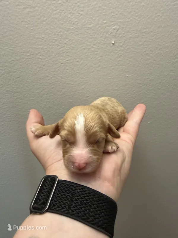 F1B Odin – Cavapoo puppy for sale in Dayton, OH