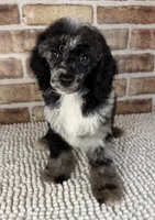 Macho, a male Poodle - Miniature  for sale in Dayton, OH – 7 of 7