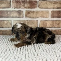 Mochaccino, a male Poodle - Miniature  for sale in Dayton, OH – 1 of 7