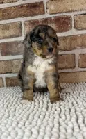 Tipsy, a female Miniature Bernedoodle and Miniature Aussiedoodle for sale in Dayton, OH – 5 of 7