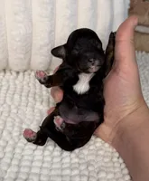 Phantom Girl, a female Poodle - Miniature  for sale in Dayton, OH – 4 of 4