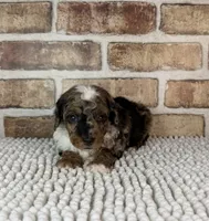 Mochaccino, a male Poodle - Miniature  for sale in Dayton, OH – 2 of 7