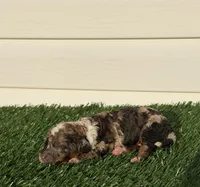Mochaccino, a male Poodle - Miniature  for sale in Dayton, OH – 5 of 9