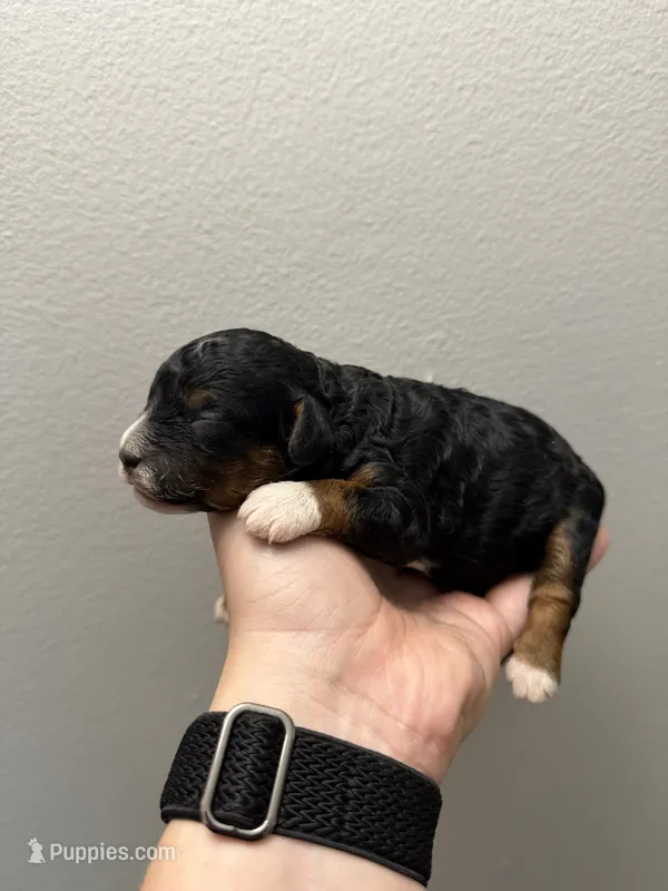 AKC Gemma – Poodle - Miniature  puppy for sale in Dayton, OH