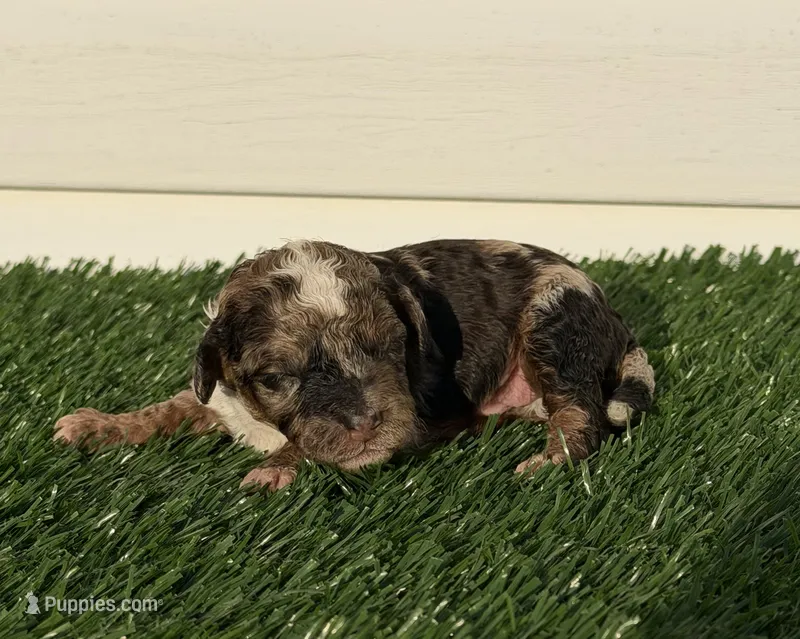 Sable Merle Boy – Poodle - Miniature  puppy for sale in Dayton, OH