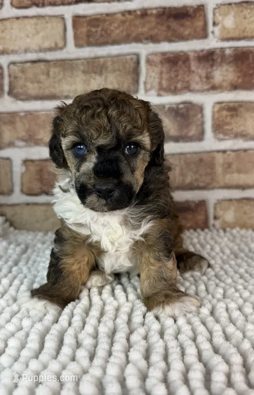 AKC Wrangler – Poodle - Toy  puppy for sale in Dayton, OH