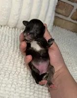 Sable Merle Girl, a female Poodle - Miniature  for sale in Dayton, OH – 2 of 4