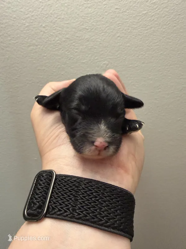 F1B Onyx – Cavapoo puppy for sale in Dayton, OH