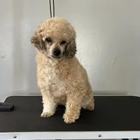 Patty, a female Poodle - Toy  for sale in Dayton, OH – Photo 3 of 5