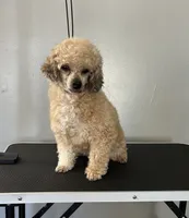 Patty, a female Poodle - Toy  for sale in Dayton, OH – Photo 3 of 5