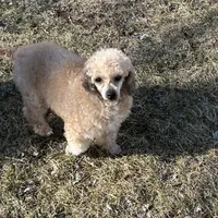 Patty, a female Poodle - Toy  for sale in Dayton, OH – Photo 2 of 5