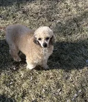 Patty, a female Poodle - Toy  for sale in Dayton, OH – Photo 2 of 5