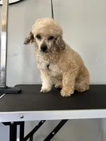 Patty, a female Poodle - Toy  for sale in Dayton, OH – Photo 4 of 5