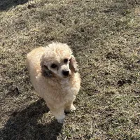 Patty, a female Poodle - Toy  for sale in Dayton, OH – Photo 5 of 5